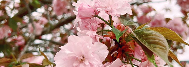 Pink blooms on a tree in rural Tennessee.